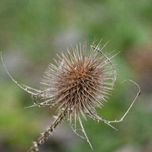 Willesley Park - Thumbnail