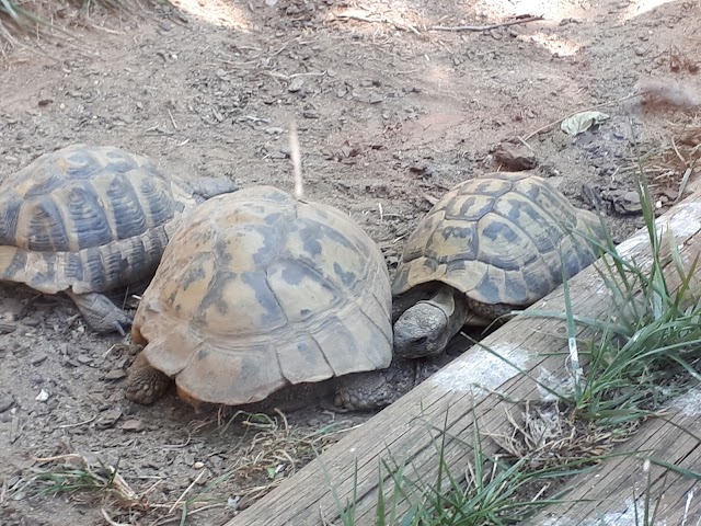 Espace Zoologique Saint-Martin la Plaine