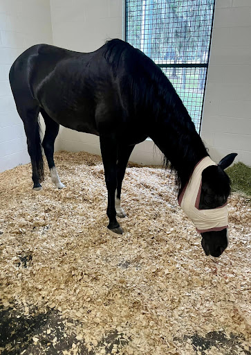 Ocala Equine Hospital - Thumbnail