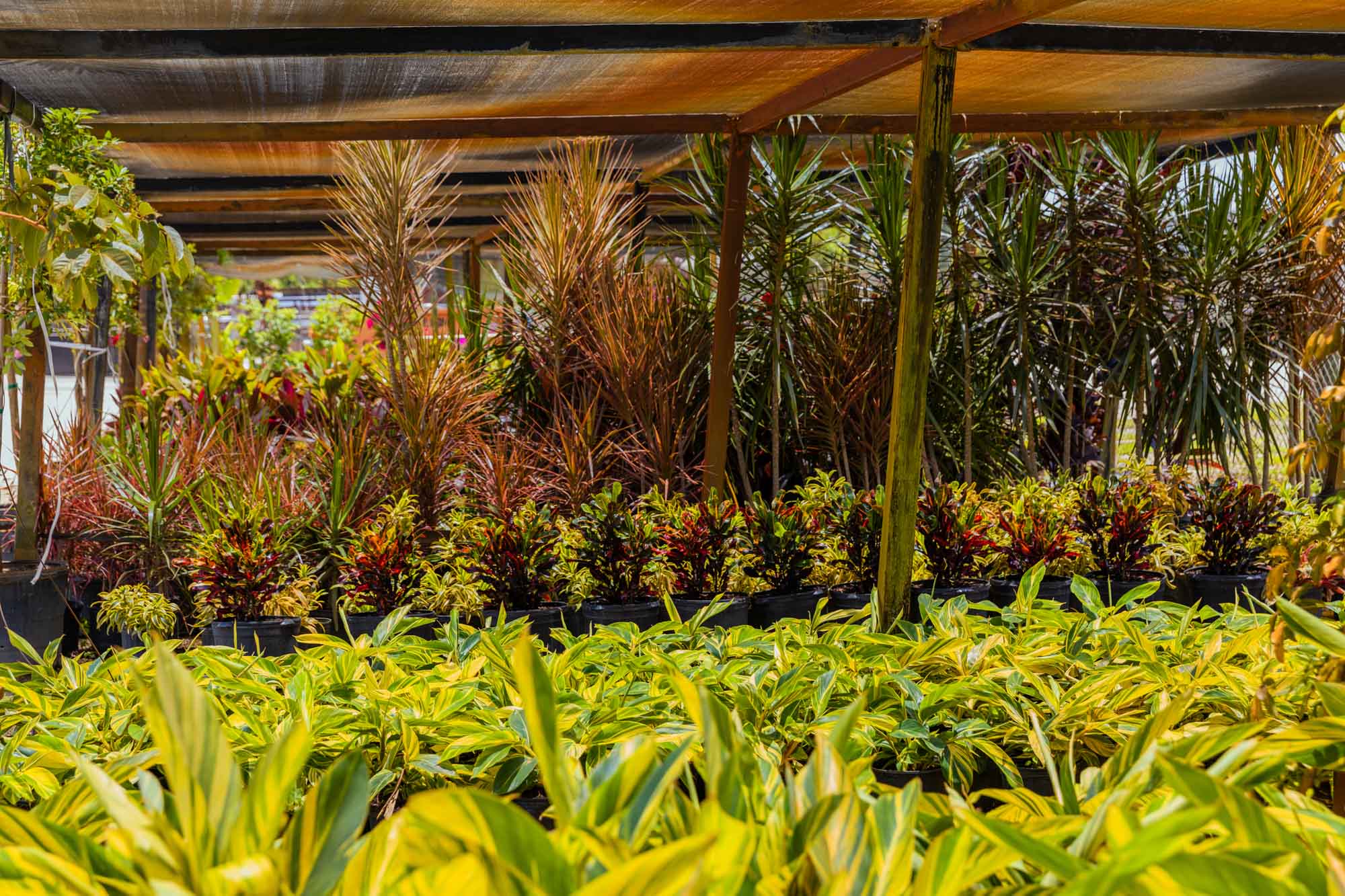 Sanjuan Family Nursery