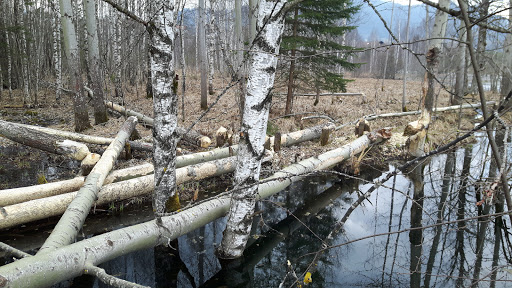 Naturschutzgebiet Pfrontner Moos - Thumbnail