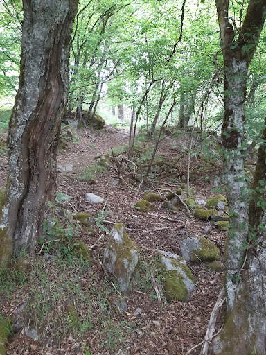 Braunkopf - Visual