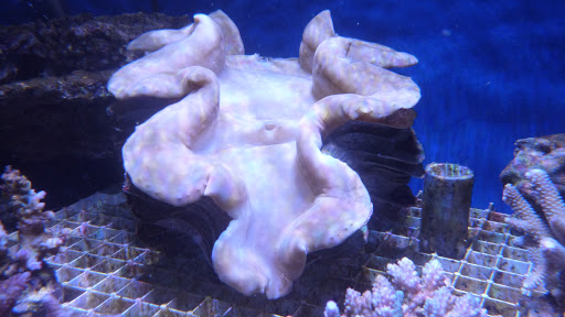 Acquariolandia - Visual
