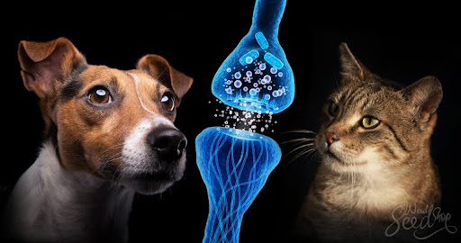 Clínica Veterinaria CannaPets