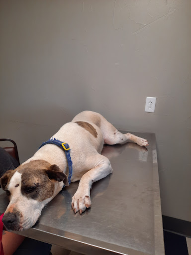 Cadillac Vet Clinic - Thumbnail