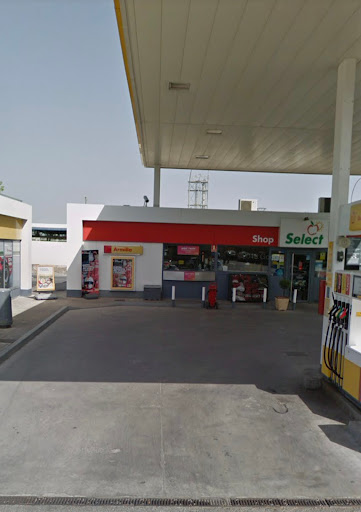 SHELL ARMILLA - Visual