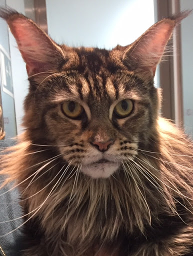 Medivet 24 Horas Delicias