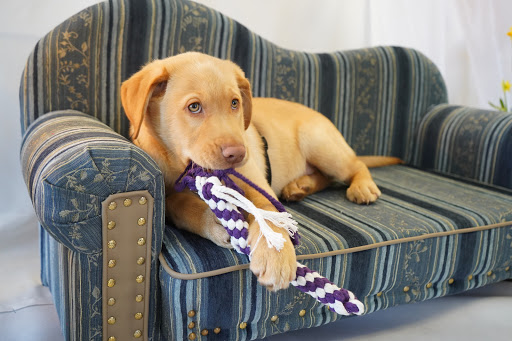 TIERSOFA.eu