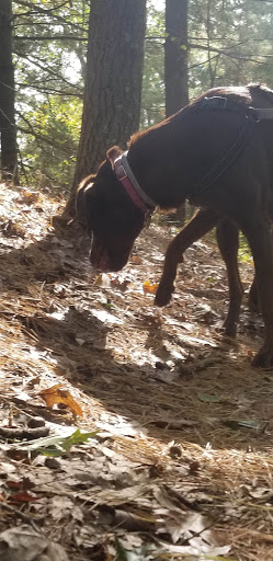 Whitcomb Woods - Thumbnail
