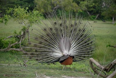 Photos of Kumana National Park