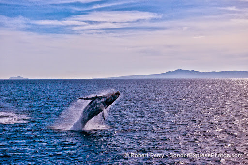 Condor Express Whale Watching - United States
