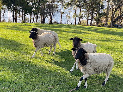 Cygnet Cloudbreak Farm HIPCAMP Farm Stay with Country Essentials Cygnet - Thumbnail