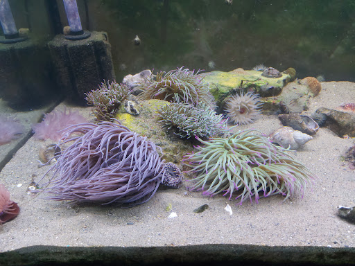 Sea Trust - Ocean Lab Aquarium - Thumbnail