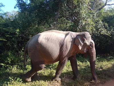 Photos of Southern Arcadia Safari Camp Yala