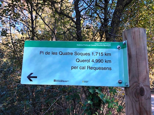 PI DE LES QUATRE SOQUES - Thumbnail
