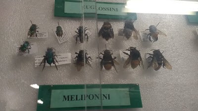 Photos of Museo de Entomologia Francisco Luis Gallego