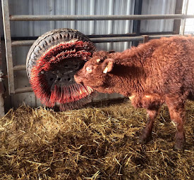 Photo n°2 de Etho-Diversité à Vèze (Consultant)