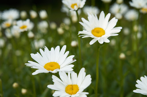 Faegarden Sweden AB