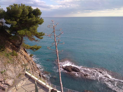 Azzurro (S.A.S.)