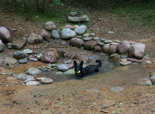 Treecourt Unleashed Dog Adventure Park | Dog Park | (Registration Required) - Thumbnail