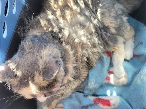 Underwood Animal Hospital - Thumbnail