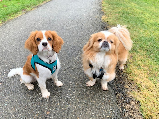 Aldergrove Animal Hospital - Thumbnail