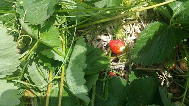 Wards Berry Farm