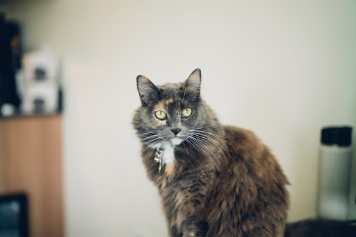 Island Cats Veterinary Hospital - Thumbnail