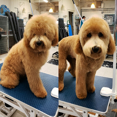 Paradise Pet Salon