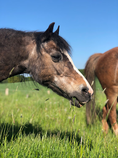 DIE PONY-FARM - M. Alsen - Thumbnail