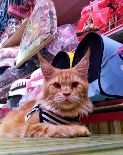 Mr.Bam Pet House (Bersebelahan Agro Bank,Bandar Baru Kuala Lipis)