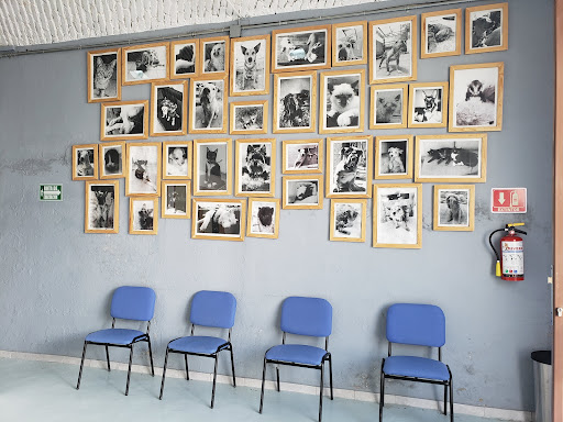Centro Veterinario Integral Lagos Gallery - Mexico