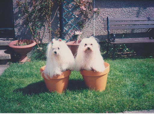 Paws Dog Grooming - Thumbnail