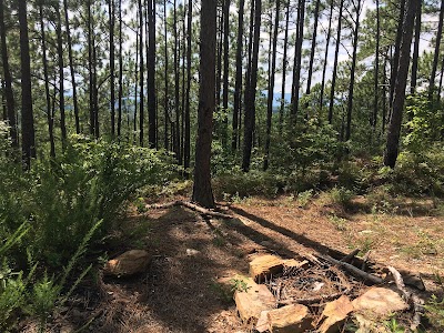 Pinhoti Trail Bird in the Pines Campground