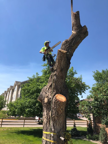 Clean Cut Tree Service