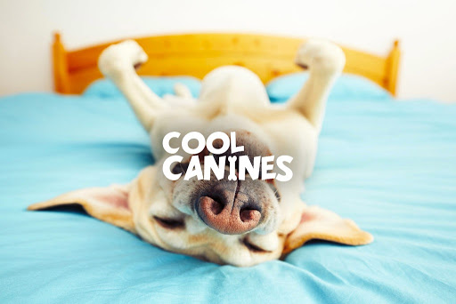 Cool Canines - Visual