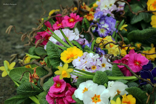 Rosen-Holz - Thumbnail
