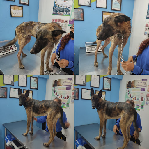 Clínica Veterinaria Dalila