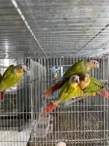 Hacienda La Piedad pet shop - Thumbnail