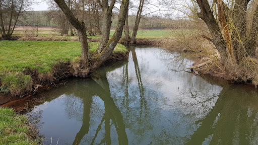 Heilige Eiche - Visual