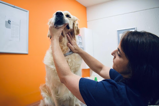 AniCura Mima'ns Hospital Veterinario / Urgències 24h