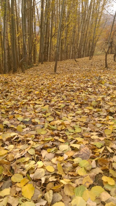 Photos of Korgan K&ouml;y Ormanı
