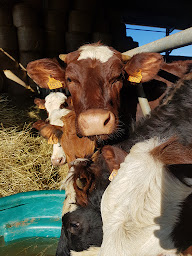 Photo n°28 de Ferme de la Matinière Julien Boulord à Saint-Blaise-du-Buis (Ferme)