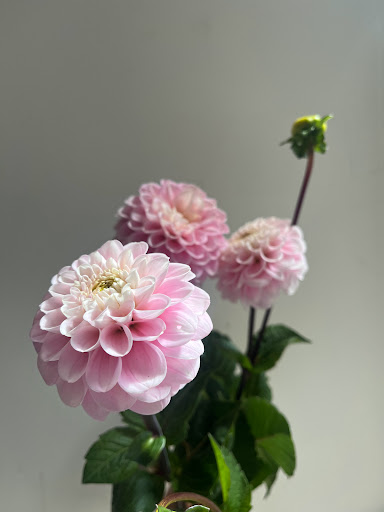 Pixie Rose Edinburgh - Visual