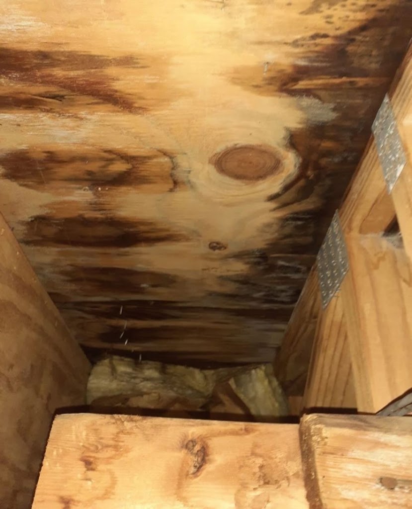 Dr Mold photo