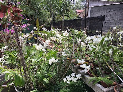 Photos of Helena Flowers