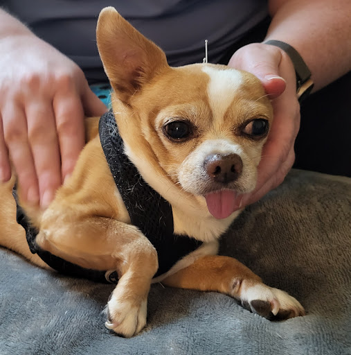 Life Quality Pet Care - Thumbnail