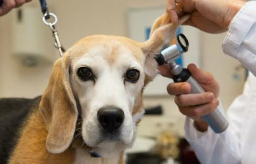 Veterinaria Pet's Clinic Spa