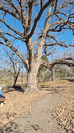 Bur Oak - Visual