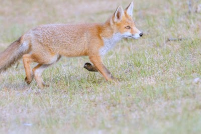 Bay Area Wildlife Solutions